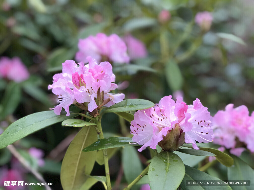 粉色杜鹃花绽放