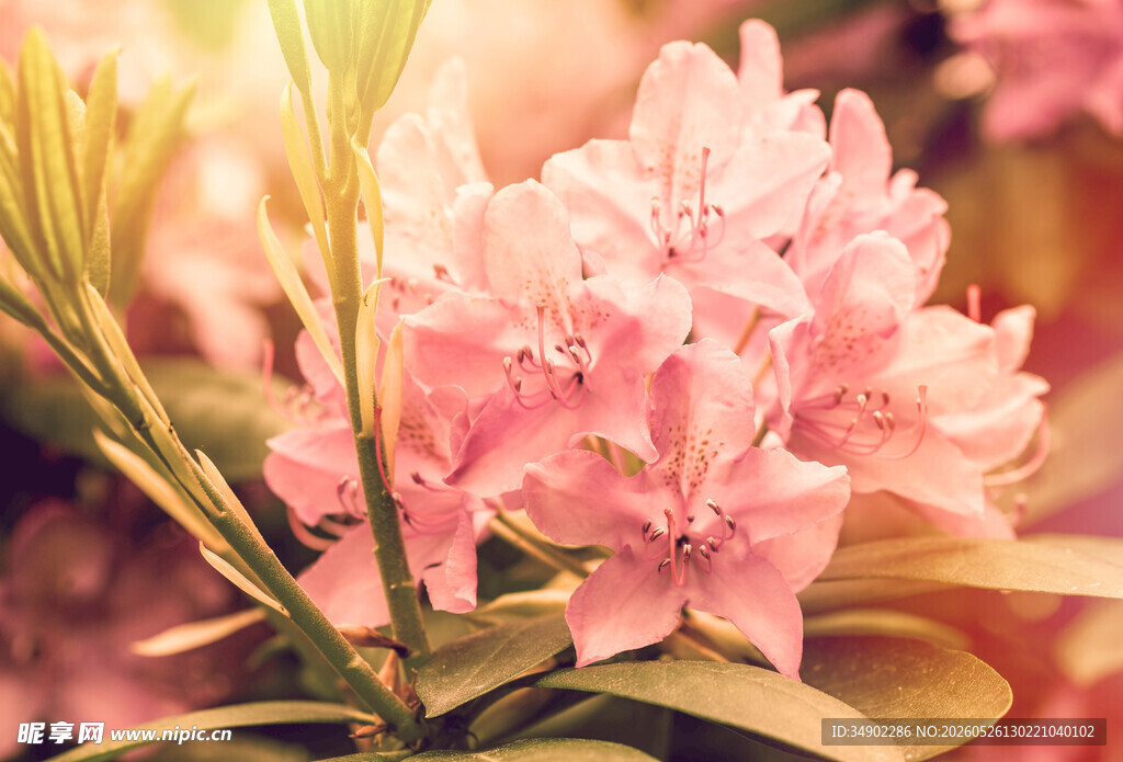 粉色娇艳杜鹃花特写