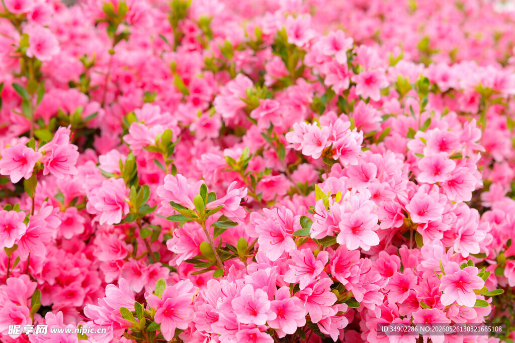 杜鹃花