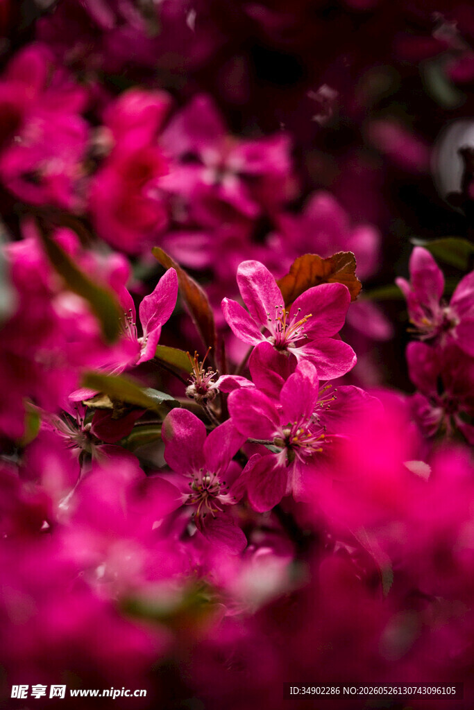 娇艳盛开的玫红色花卉