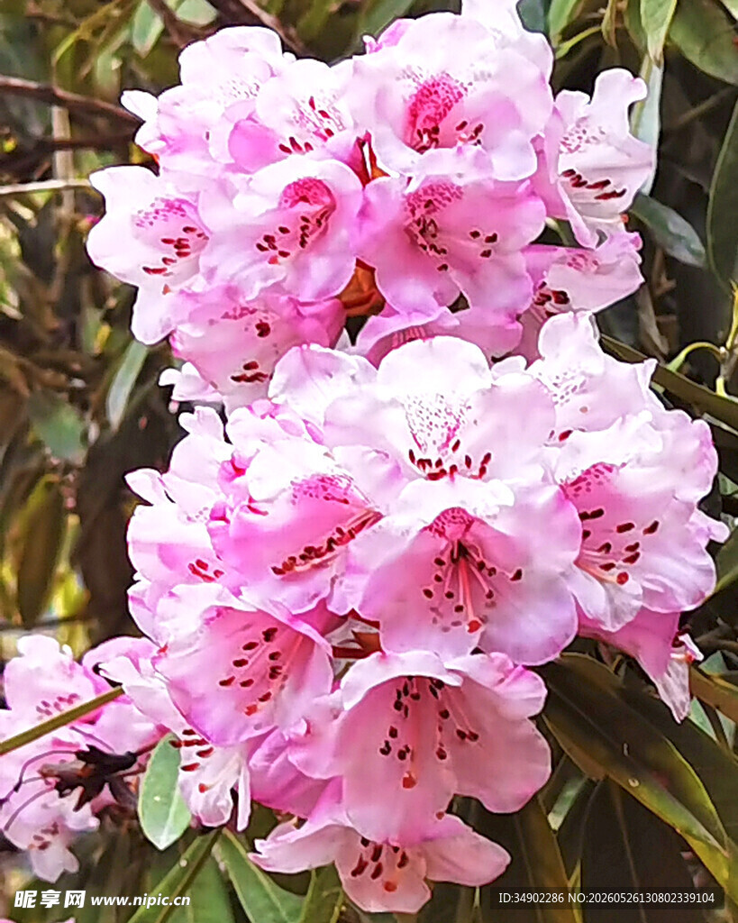 娇艳粉色杜鹃花绽放