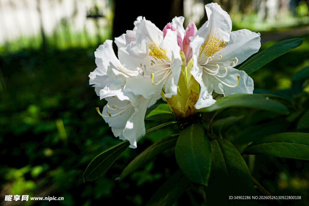 白色杜鹃花特写