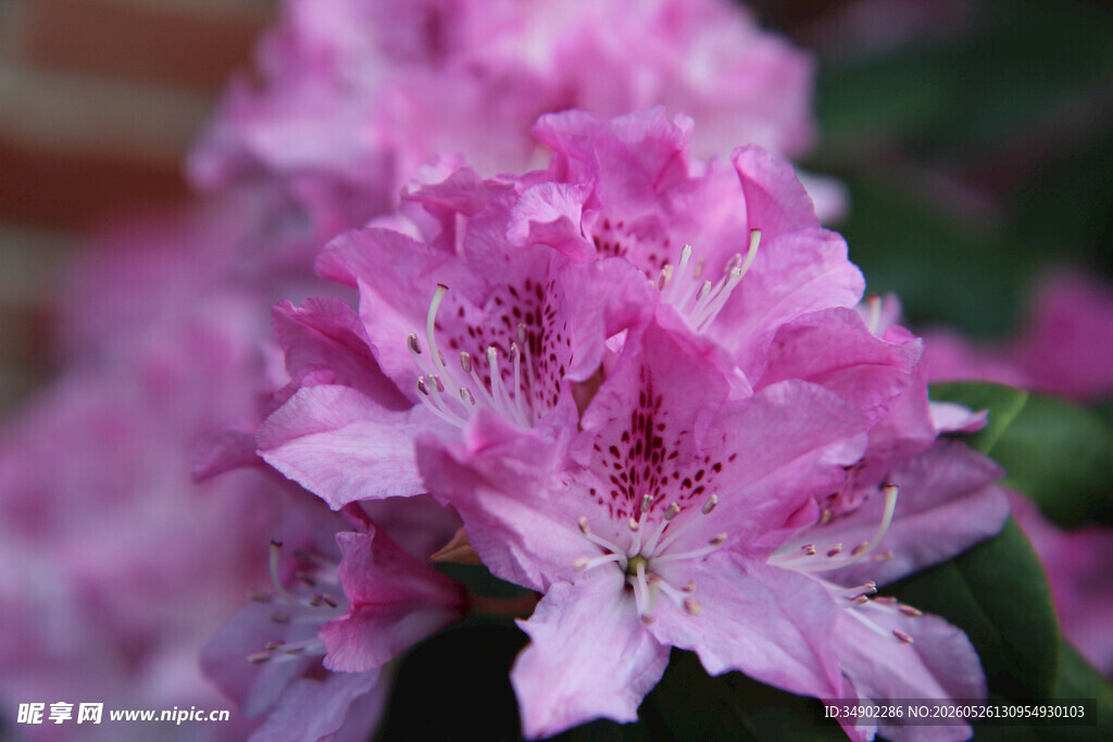 娇艳粉色杜鹃花特写
