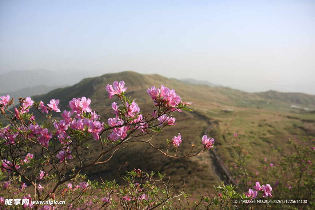 山间烂漫盛开的粉色花朵