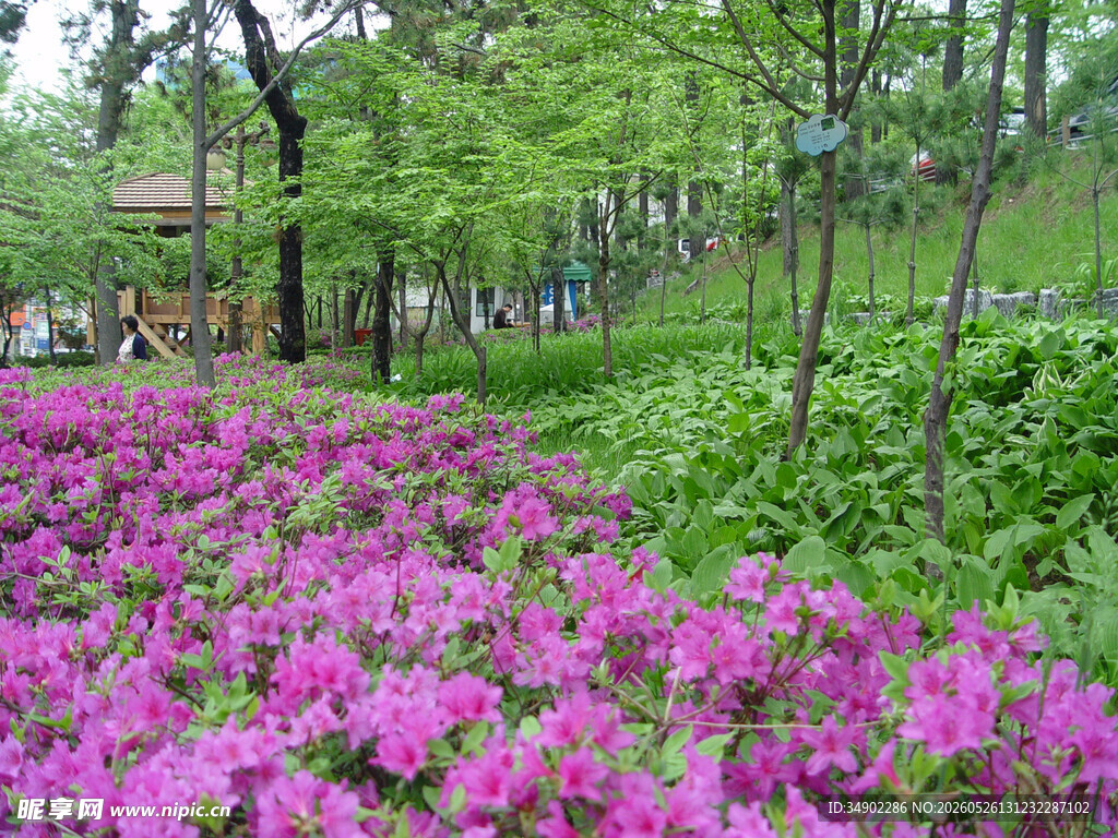 春日烂漫杜鹃花海景观