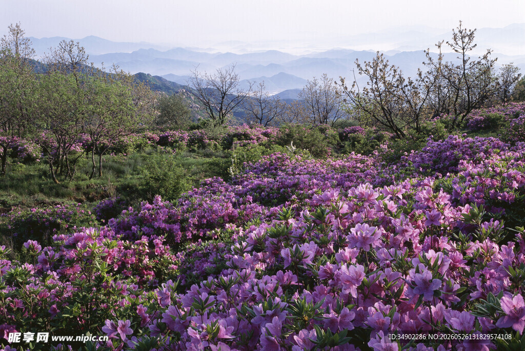 山间烂漫紫花丛