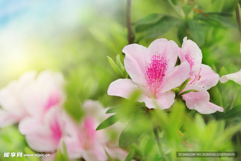 粉色杜鹃花绽放