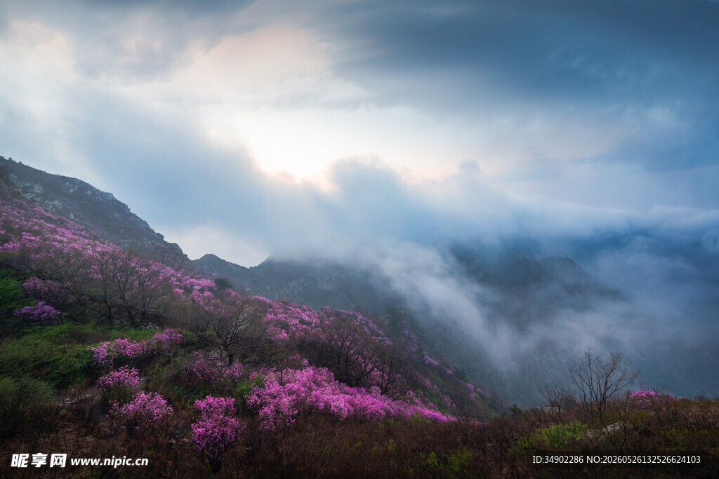 山间云雾中的烂漫花海