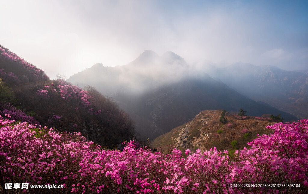 山间烂漫杜鹃花海美景