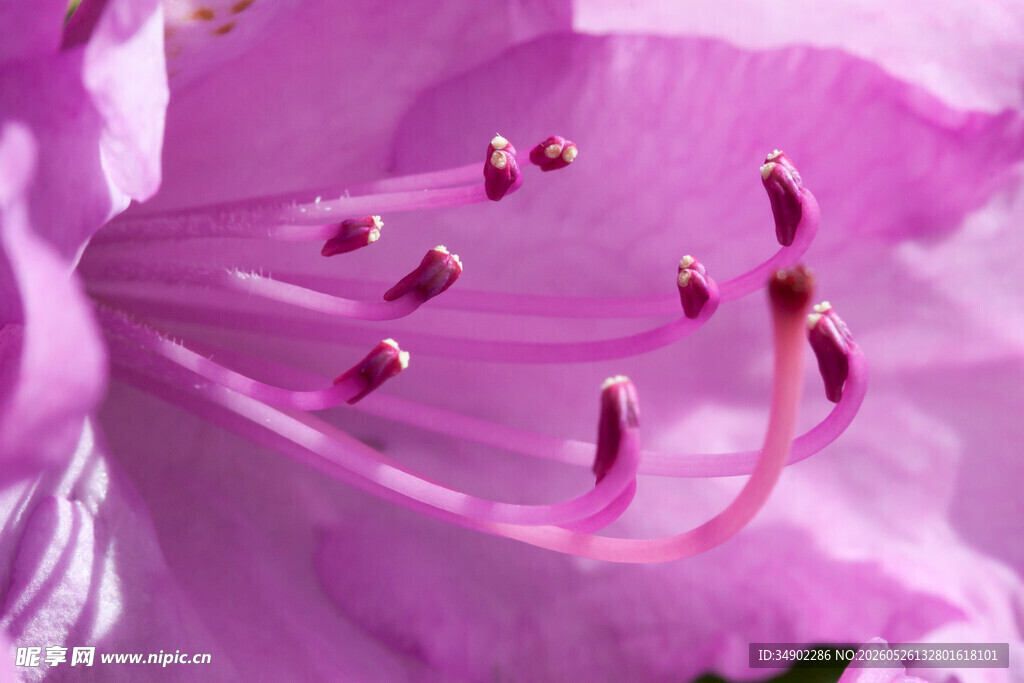 娇艳紫杜鹃花蕊特写