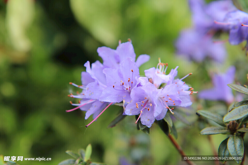 紫色杜鹃花特写