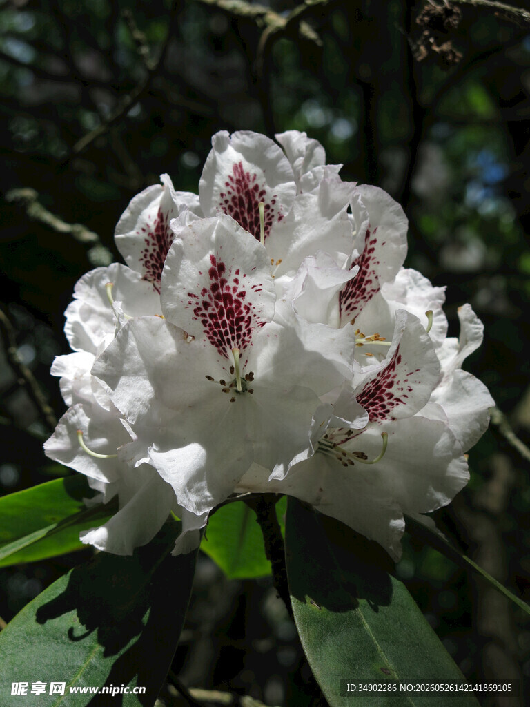白色带红点杜鹃花特写
