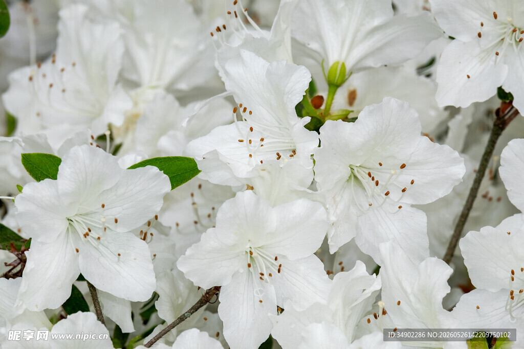 洁白绽放的美丽杜鹃花