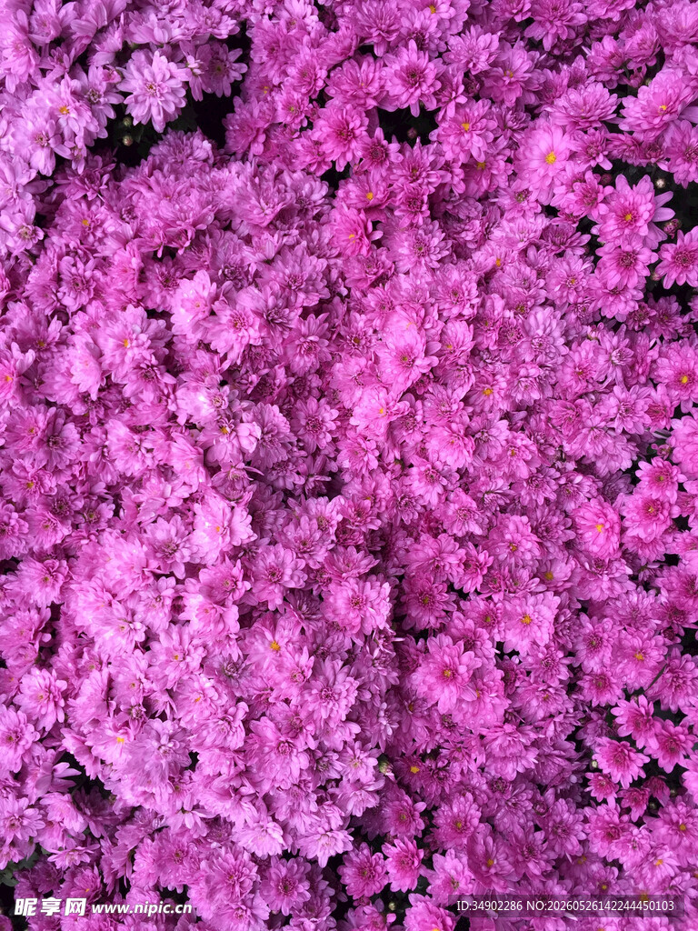 梦幻紫花簇景