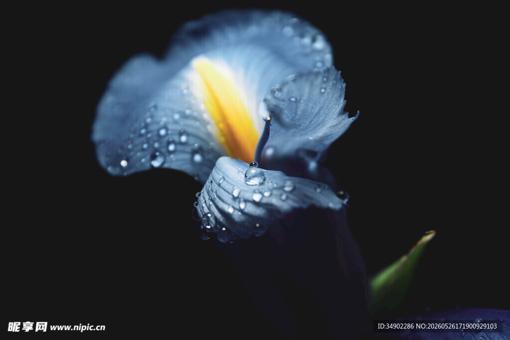 带水珠的蓝色鸢尾花