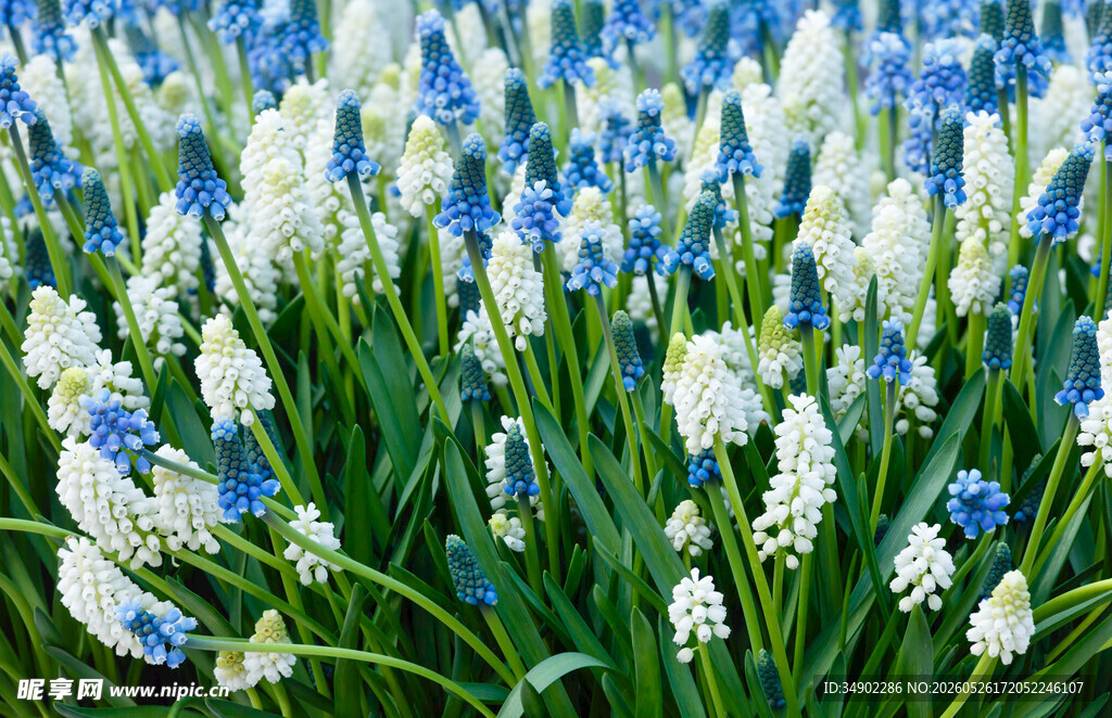 蓝白风信子花海