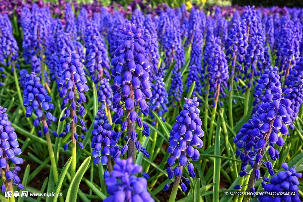 紫色风信子花海美景