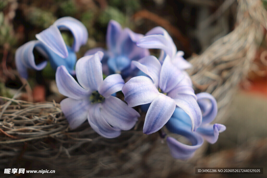 蓝紫色风信子花朵特写