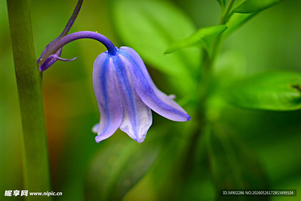 蓝铃花特写