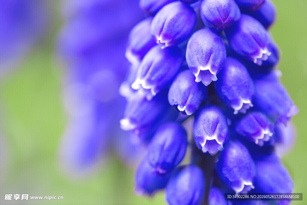 紫色风信子花卉特写