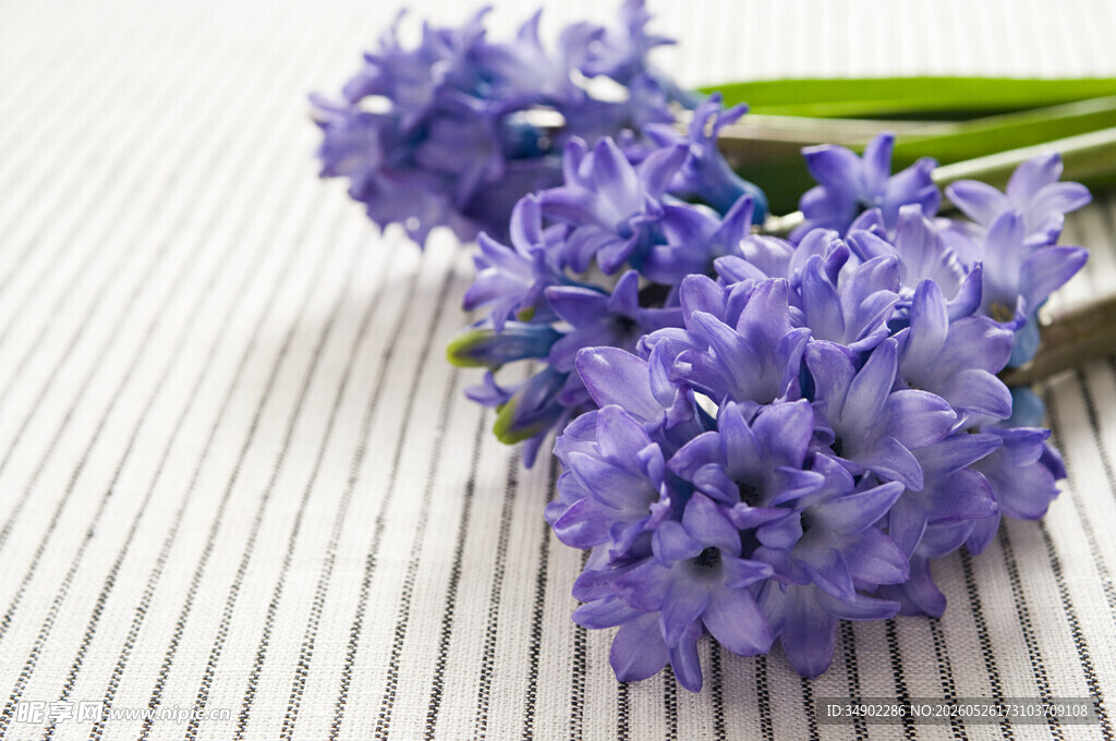 紫色风信子花朵特写