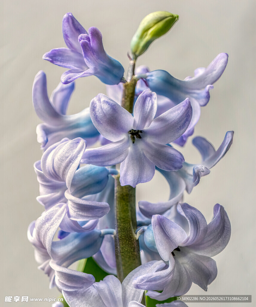 紫色风信子花绽放