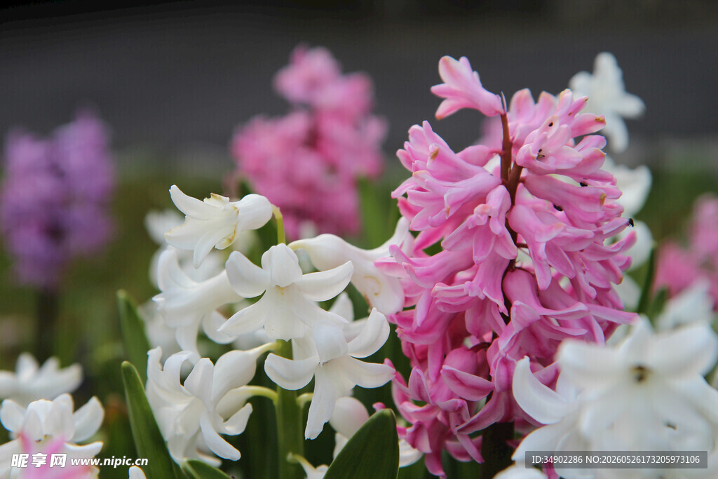 风信子花卉特写