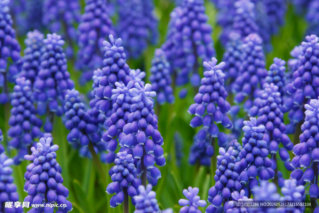 紫色风信子花海