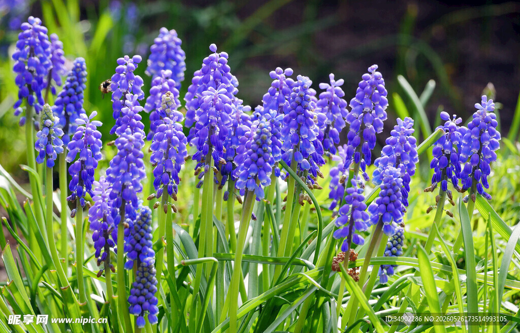 蓝紫色葡萄风信子花丛
