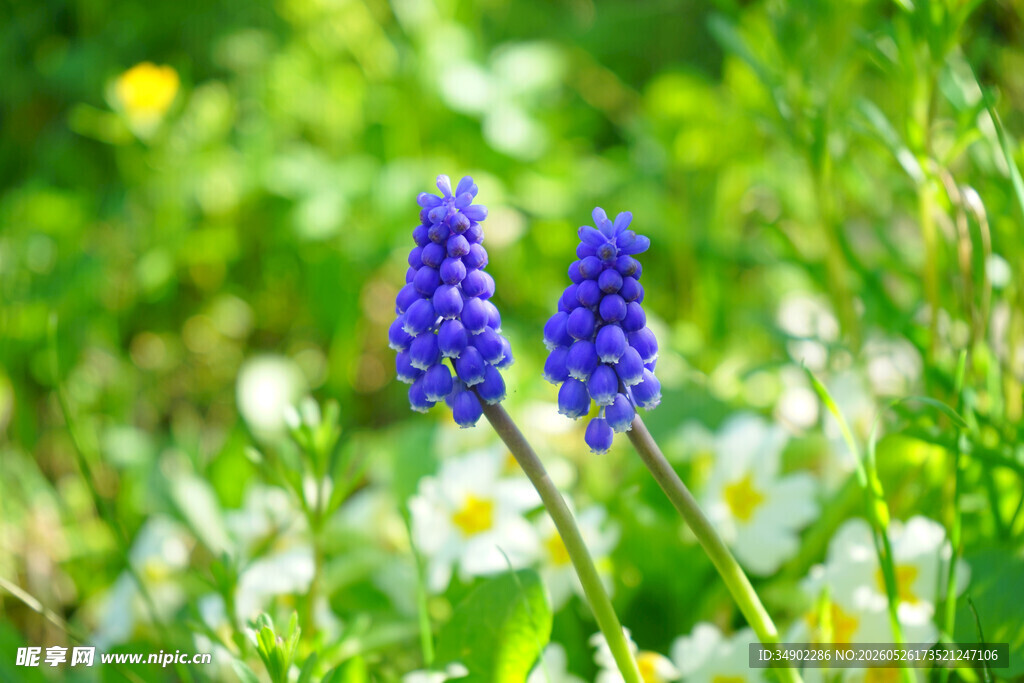 蓝花绽放于绿草白花间