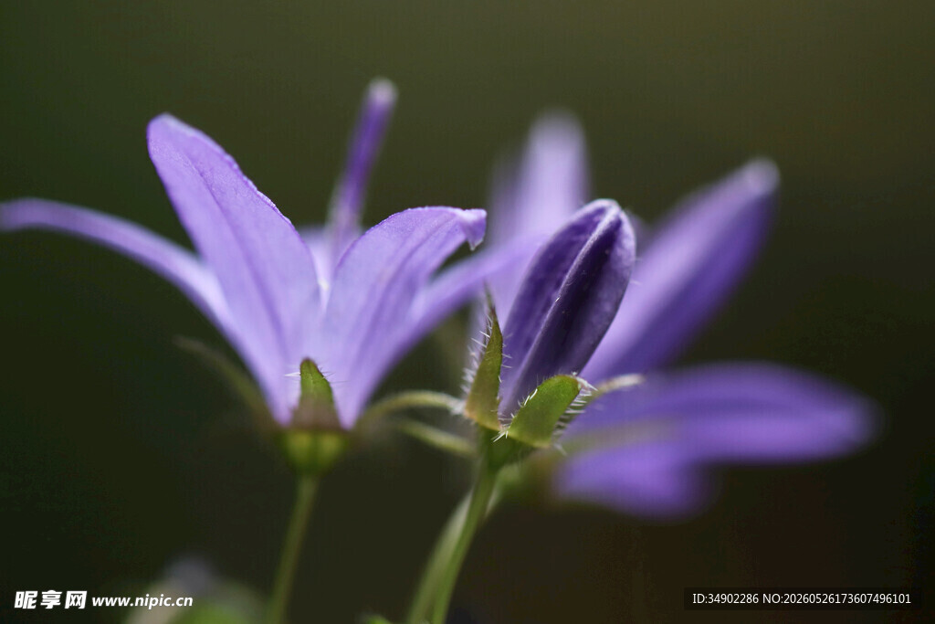 紫色风铃花特写