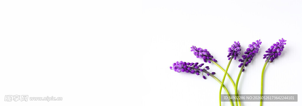 紫色薰衣草花束特写