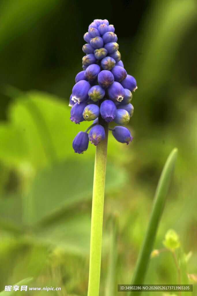 紫色葡萄风信子特写