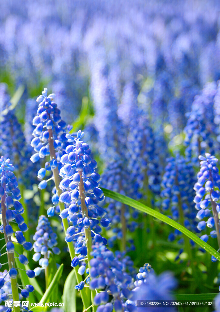 蓝紫色葡萄风信子花海