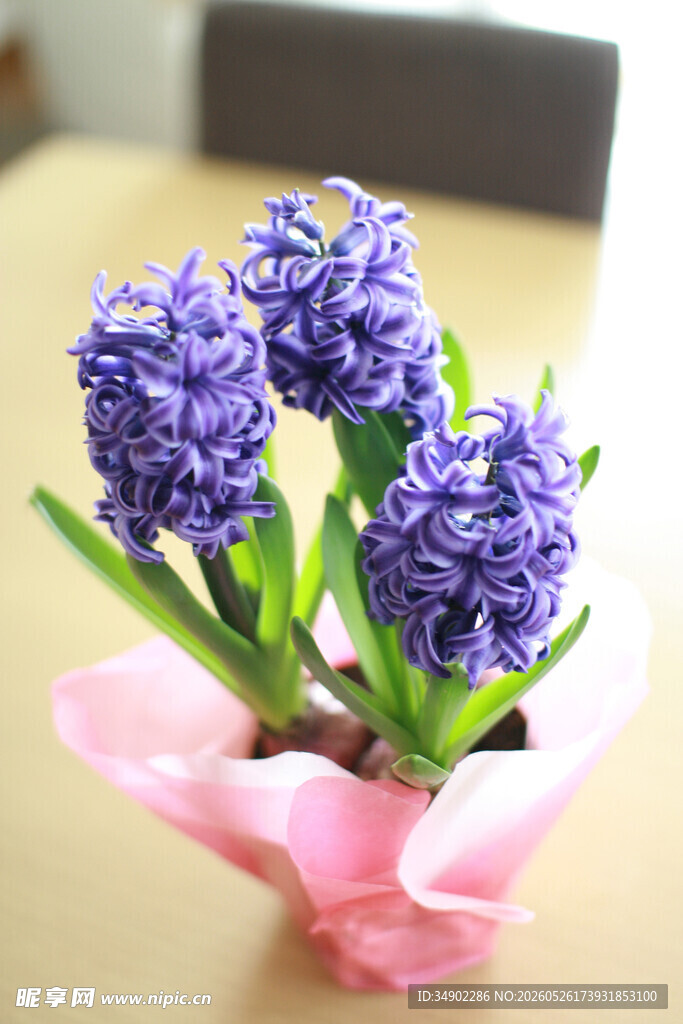 紫色风信子盆栽花束
