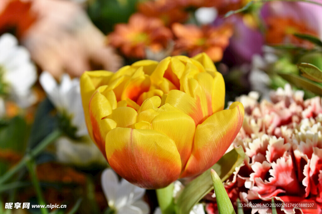 艳丽双色郁金香花卉特写