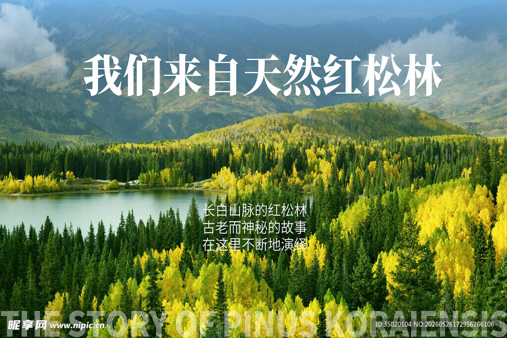 天然红松林的自然之美
