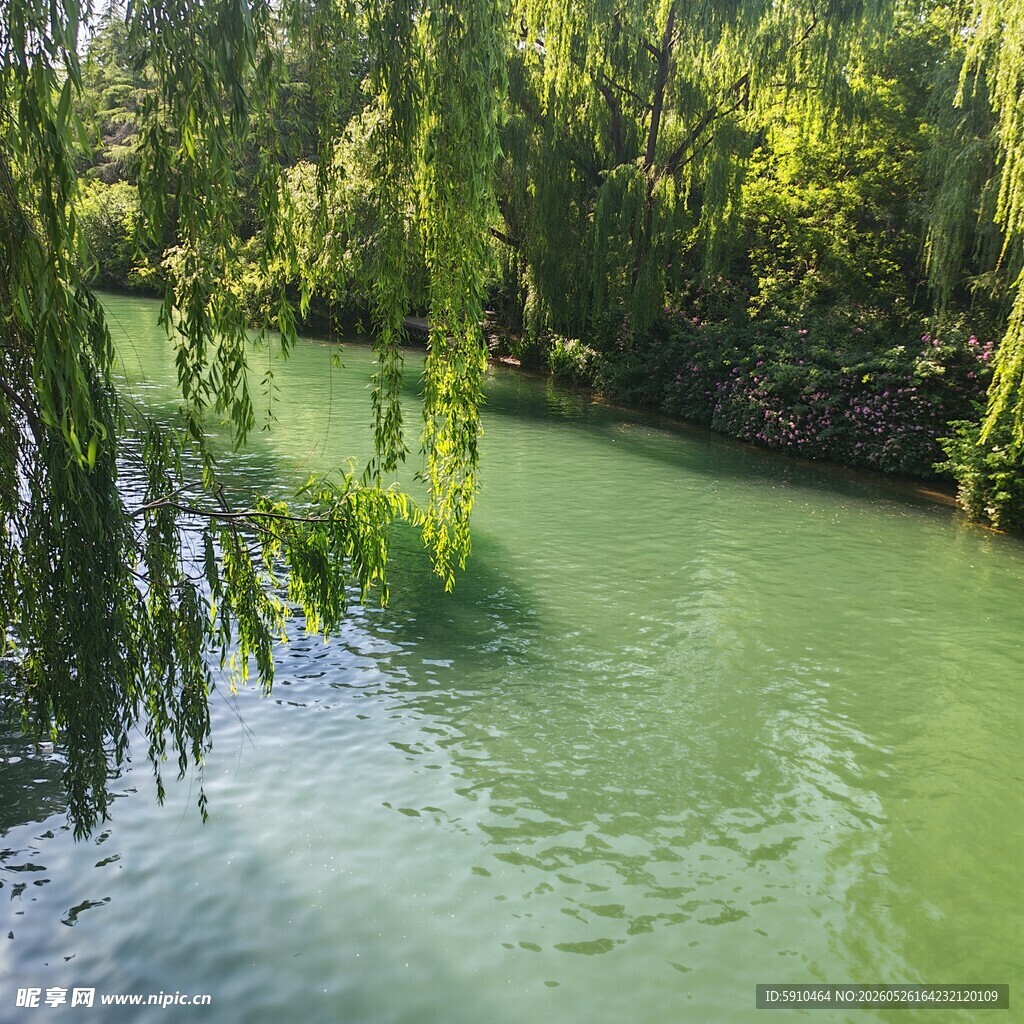 大明湖 河畔垂柳 绿水悠悠