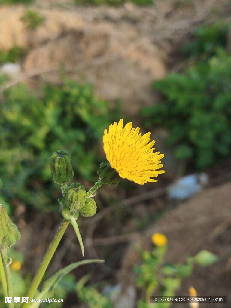 黄色蒲公英