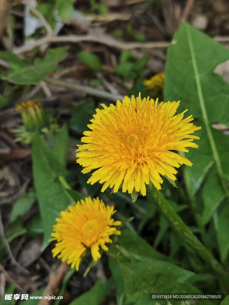 黄色蒲公英