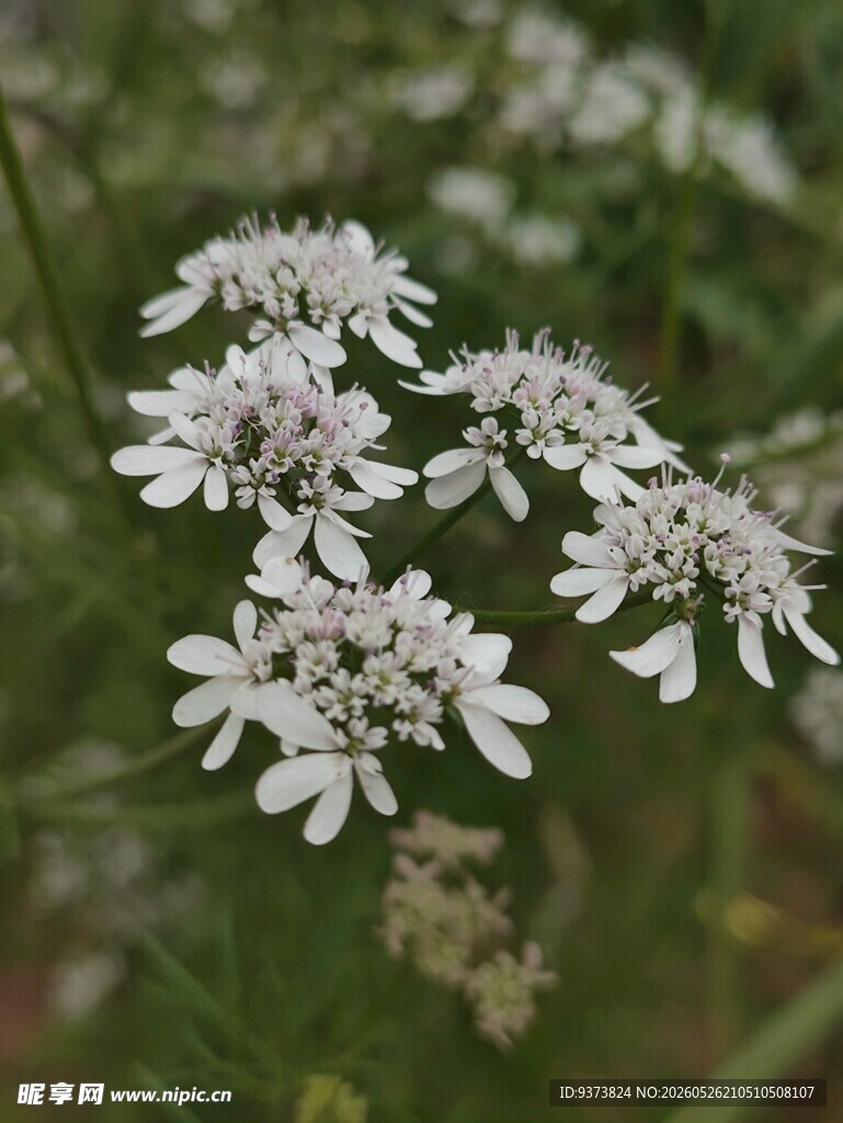 芫荽花