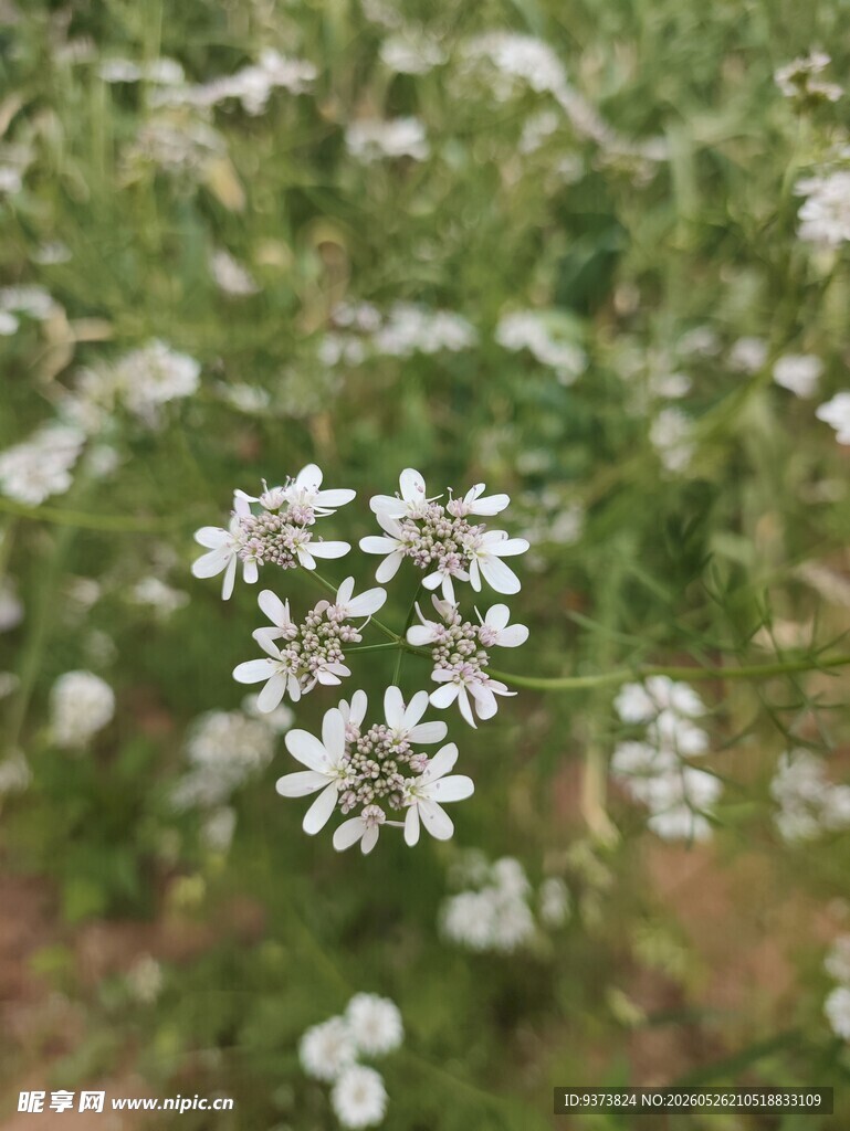 芫荽花