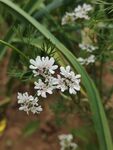 芫荽花