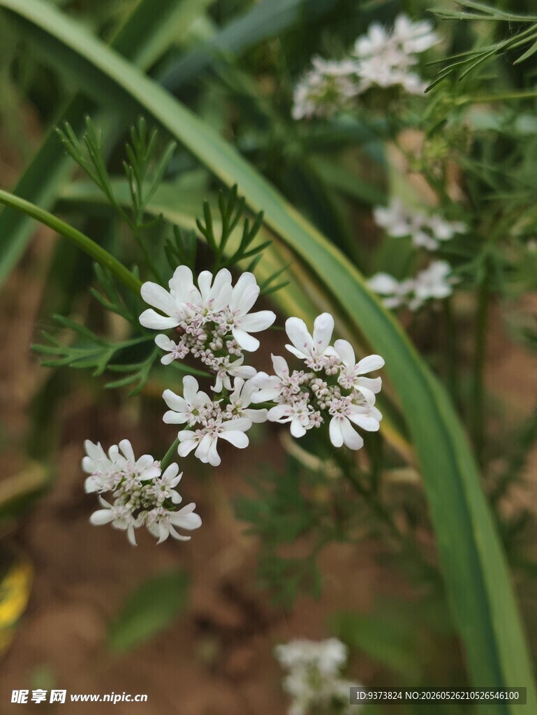 芫荽花