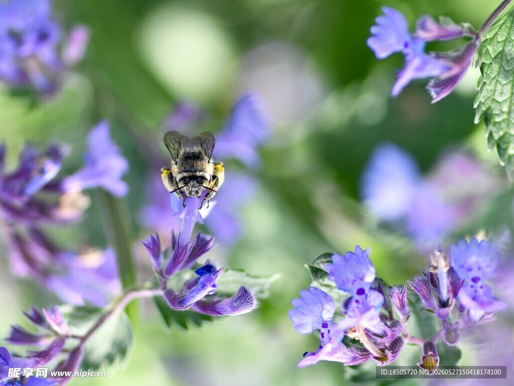 蜜蜂飞舞于紫色花卉间