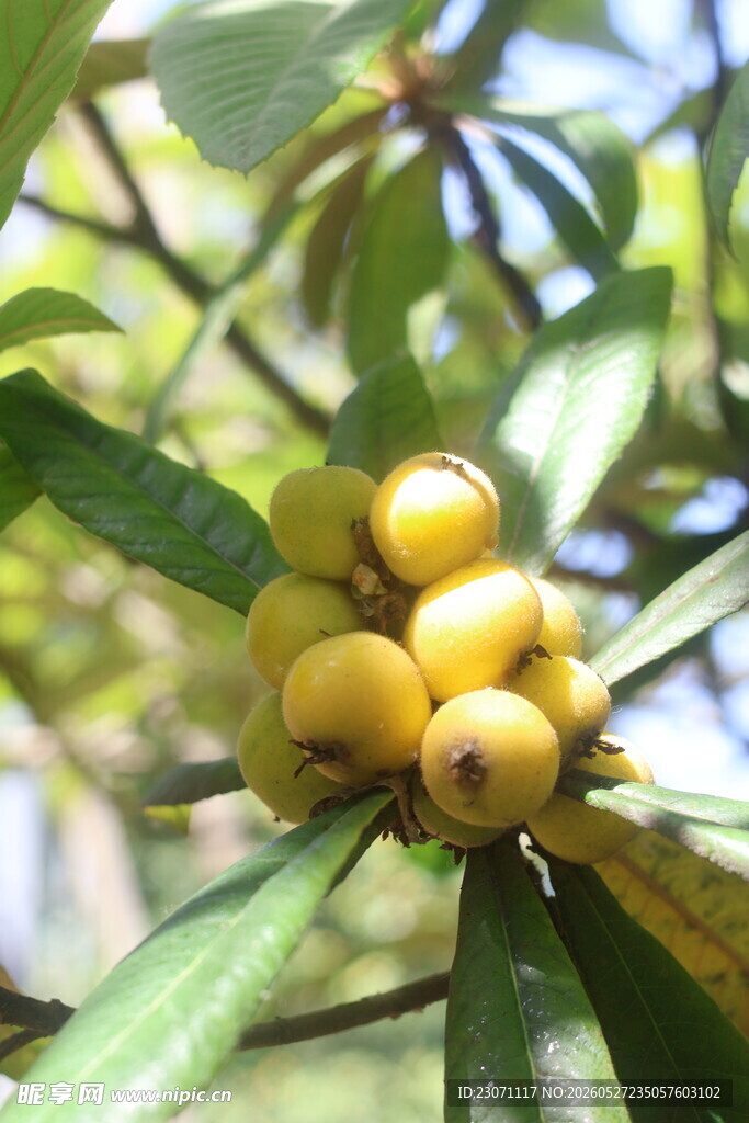 枝头黄嫩枇杷果实饱满