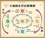 人体左升右降规律示意图