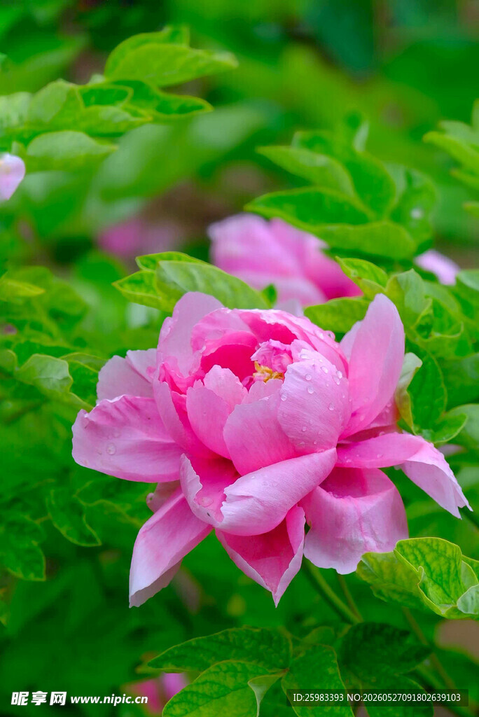 牡丹花