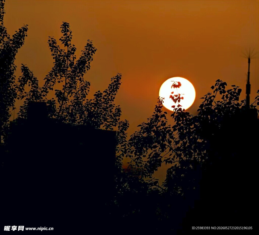 夕阳下树林