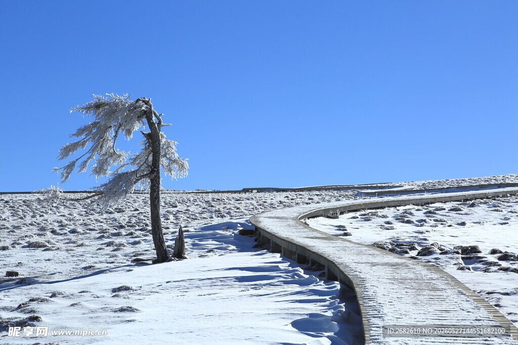 马仑草原  雪覆孤树